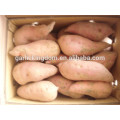 China Süßkartoffel / Süßkartoffel / Süßkartoffelpulver